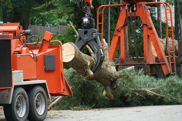 Best Arborist Services Near Me  in Abilene, TX